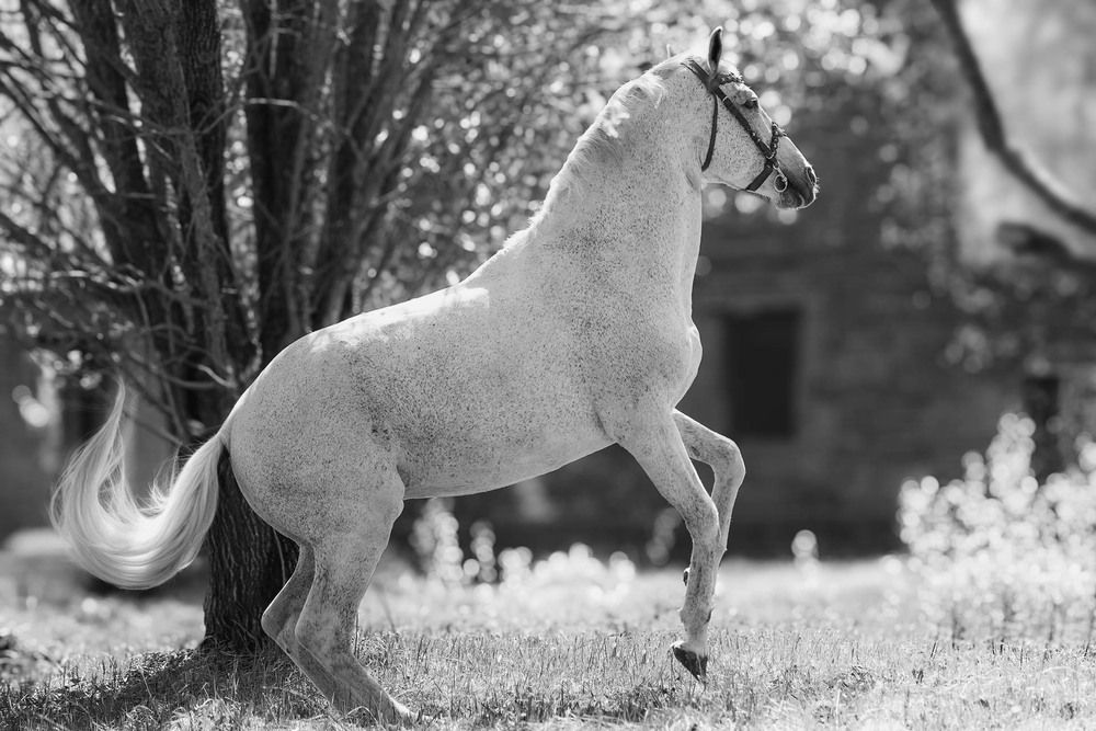 Photograph by Полина Ф