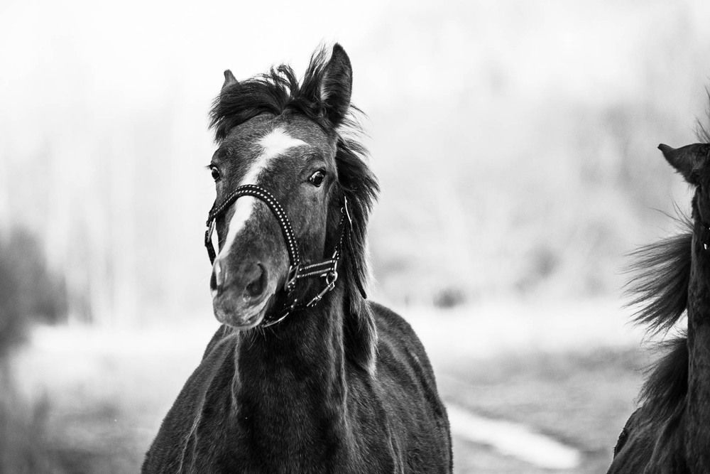 Photograph by Полина Ф