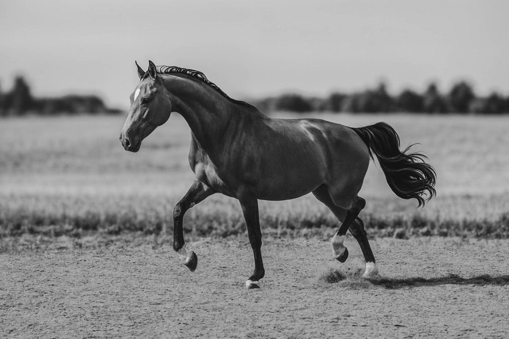 Photograph by Полина Ф