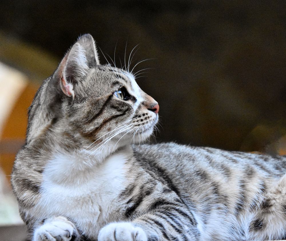 Фотография автора Ibrahim Alkan