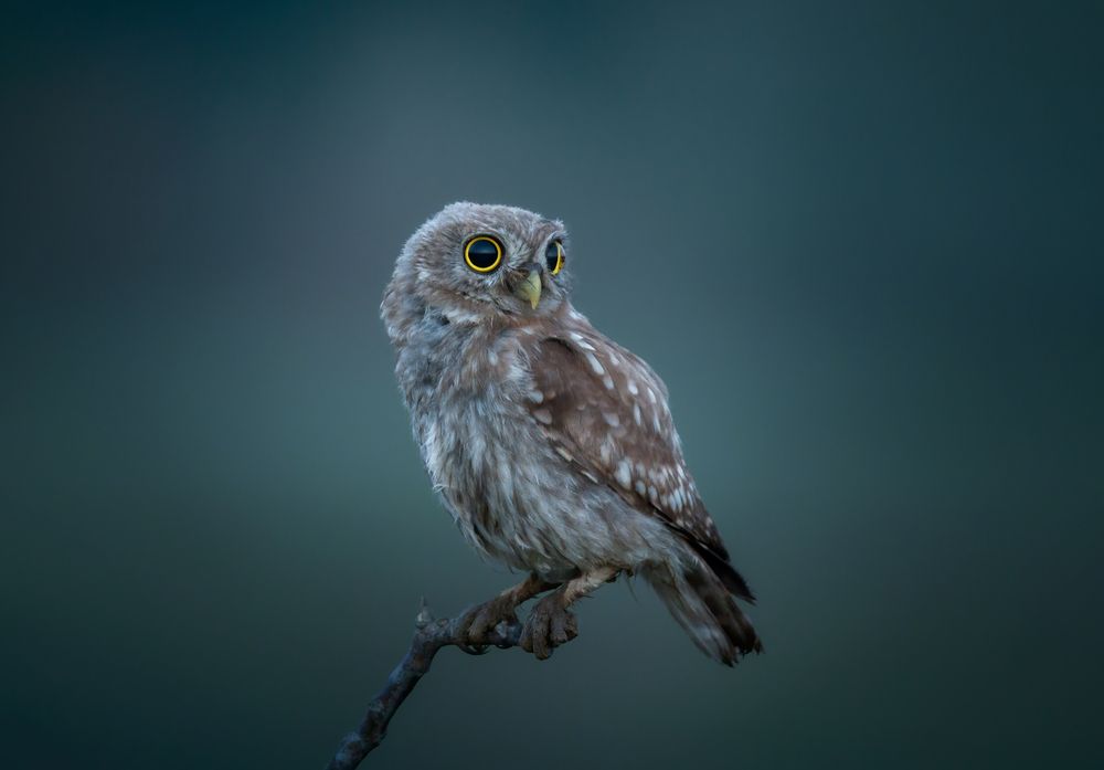 Photograph by Плеханов Александр