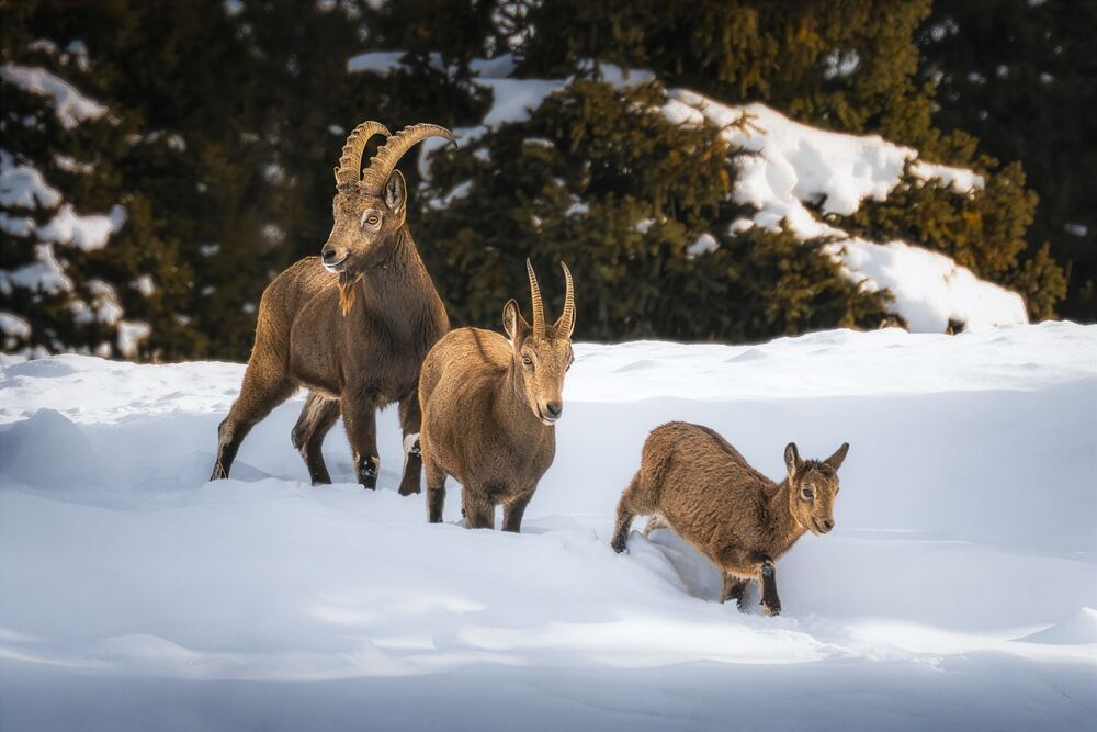 Фотография автора Купчиков Илья