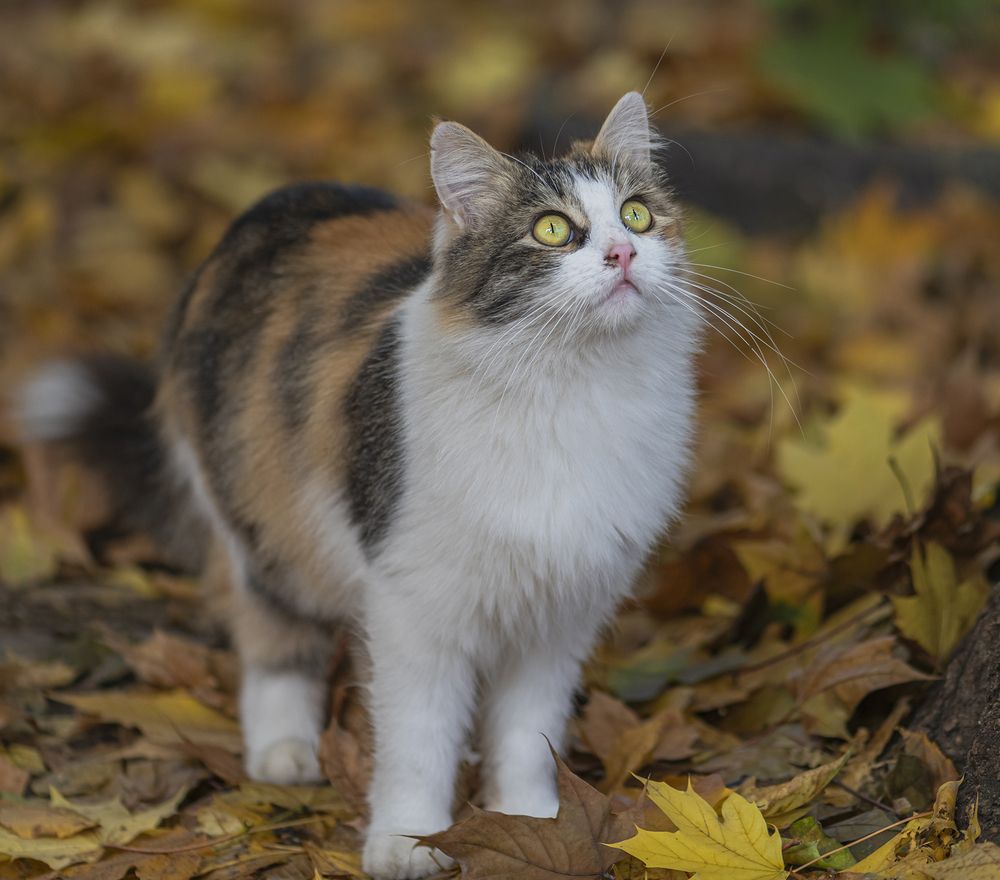 Photograph by Чухров Дмитрий