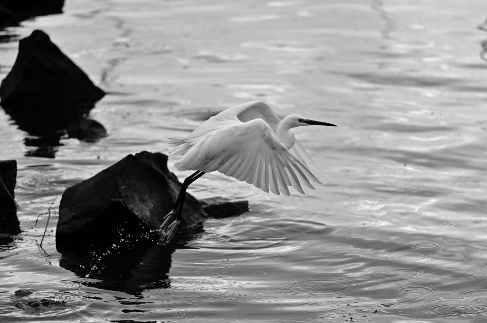 Photograph by Светлана Ивановна