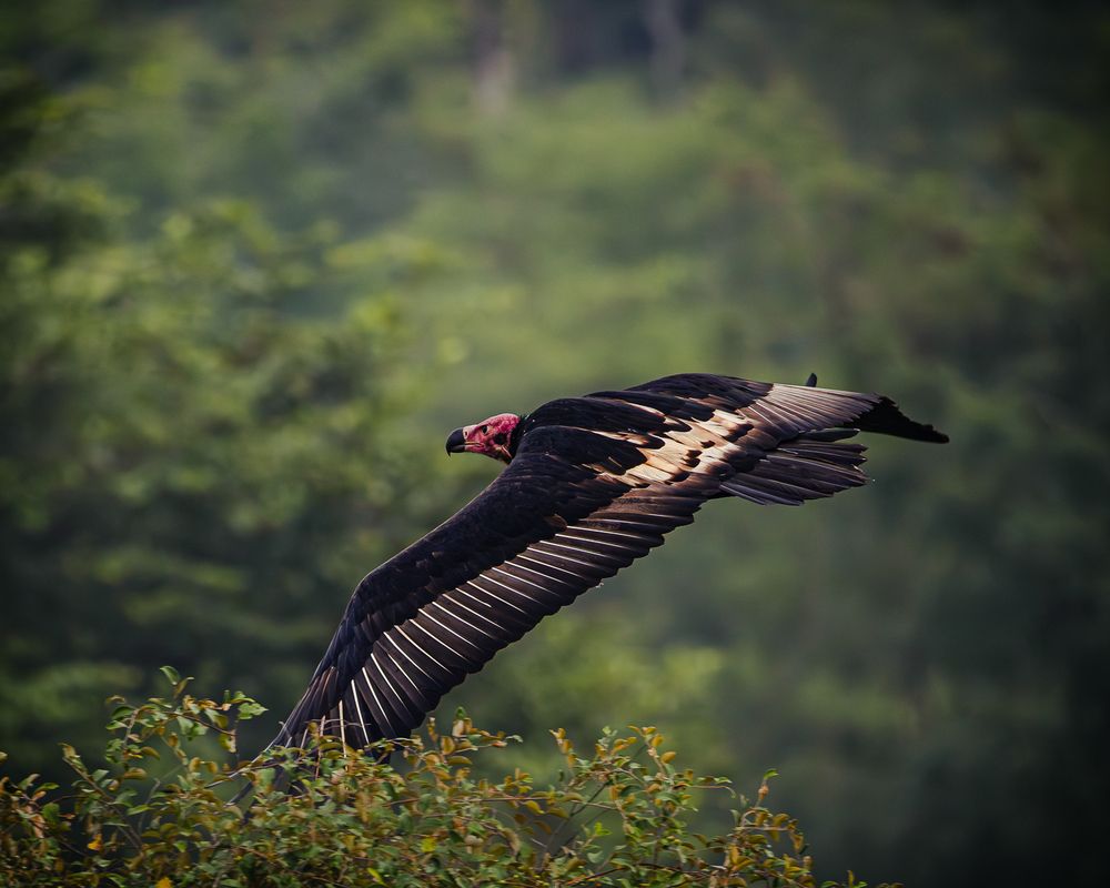 Photograph by MUKESH RAJAN S