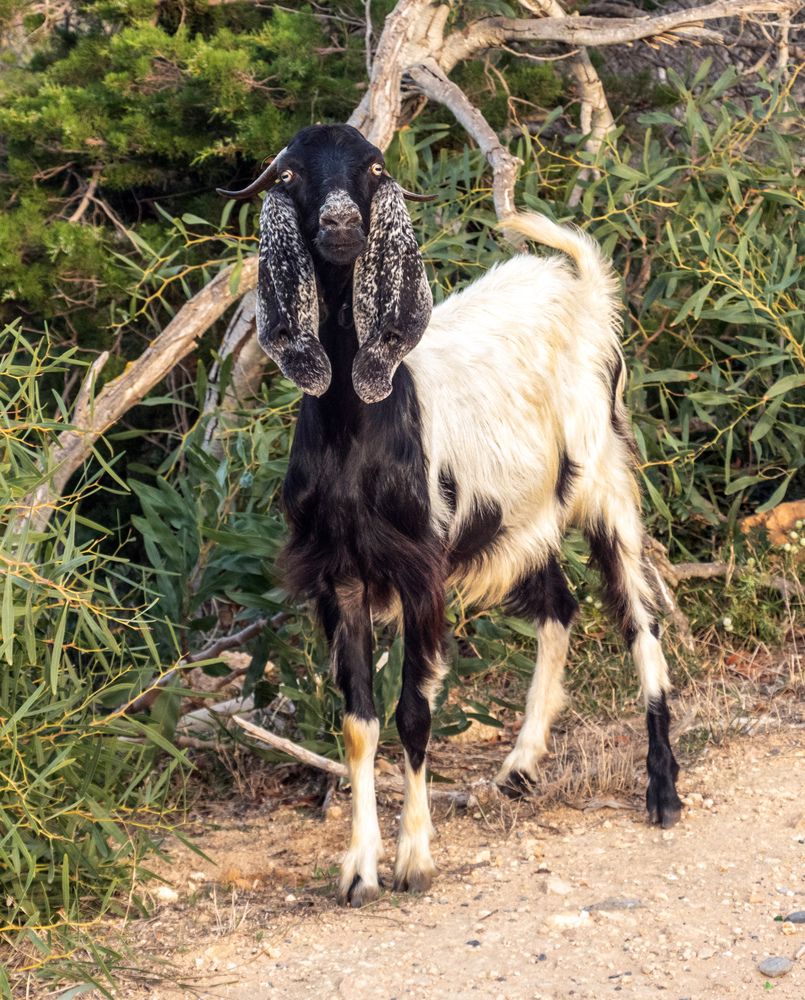Фотография автора Ismail SAIDI