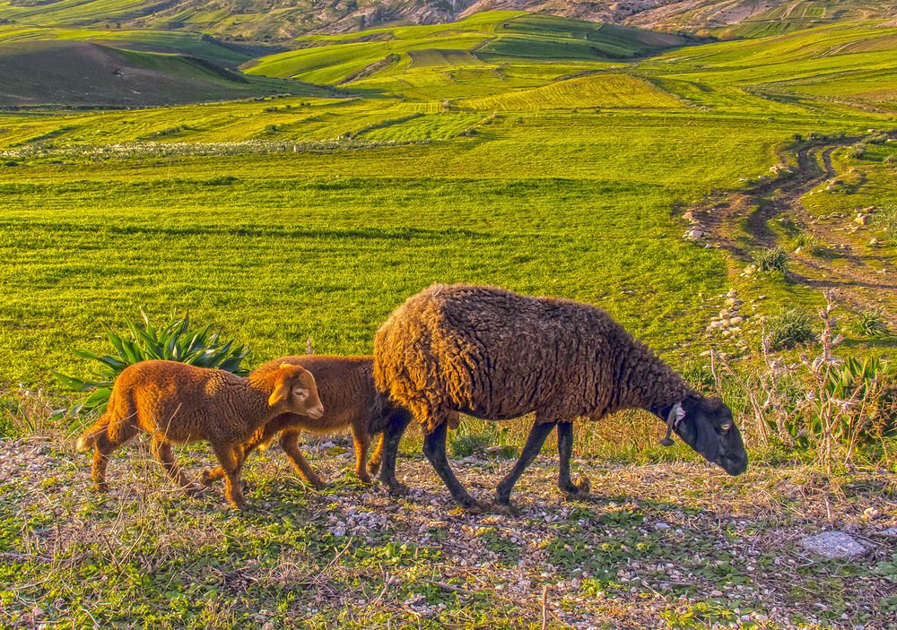 Фотография автора Ismail SAIDI