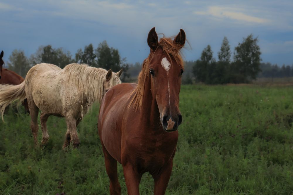 Photograph by Сергей Тельнюк