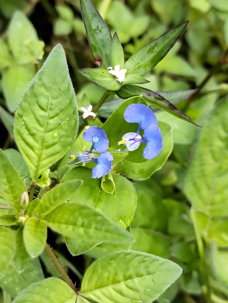 Blue Little Wild Flower