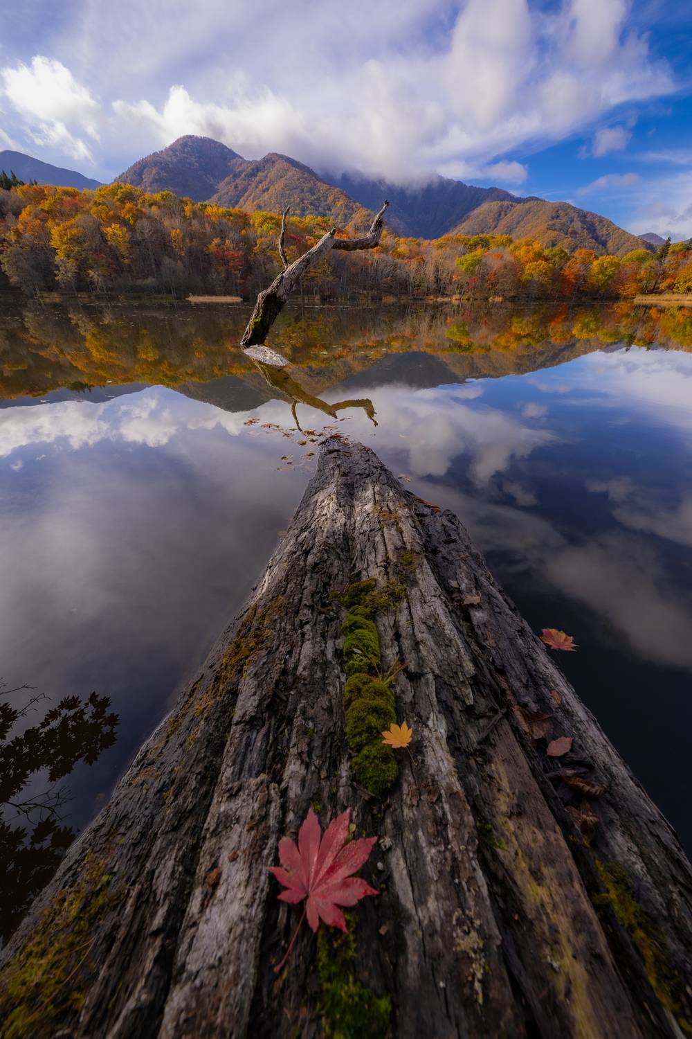 Фотография #12807645