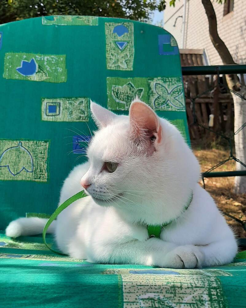 Фотография автора Анна Хмелькова