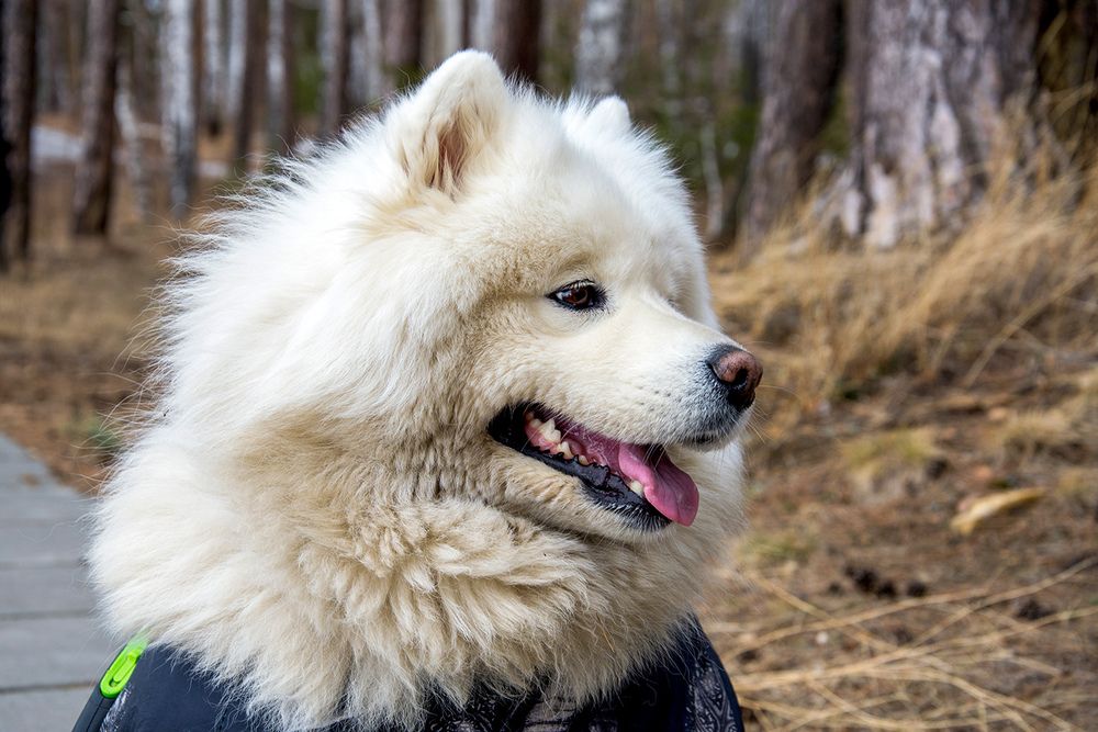 Портрет самоеда