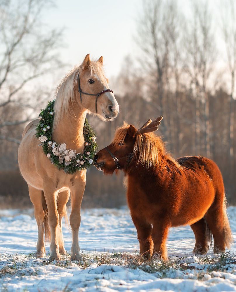 Фотография автора Ирина Пиманова
