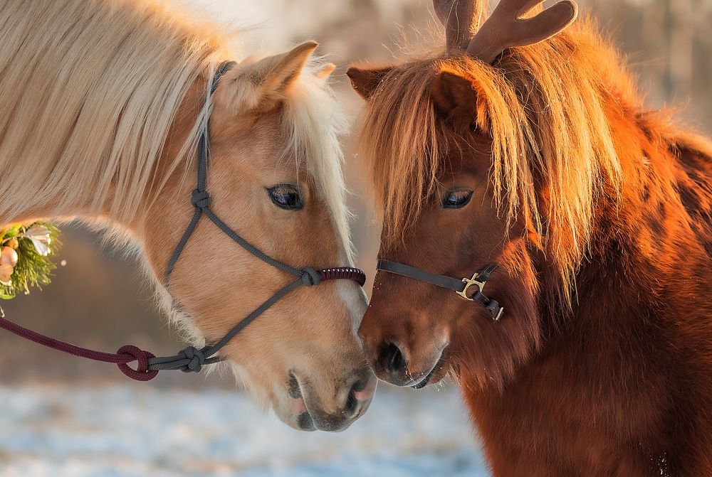 Фотография автора Ирина Пиманова