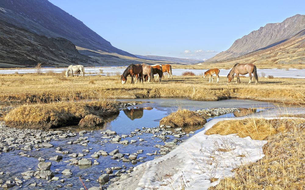На вольном выпасе...