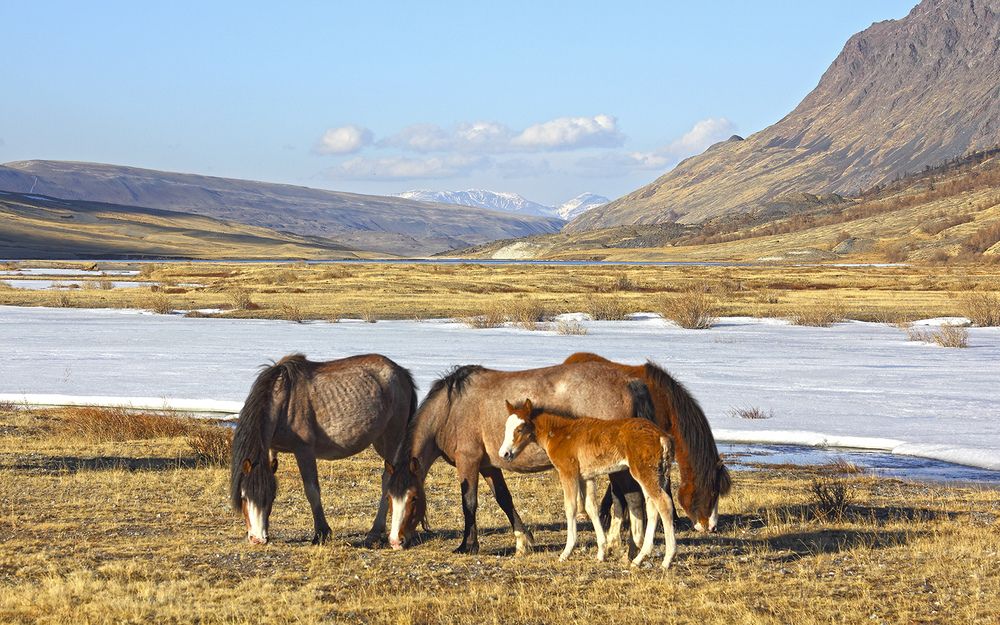 Мама в обиду не даст...