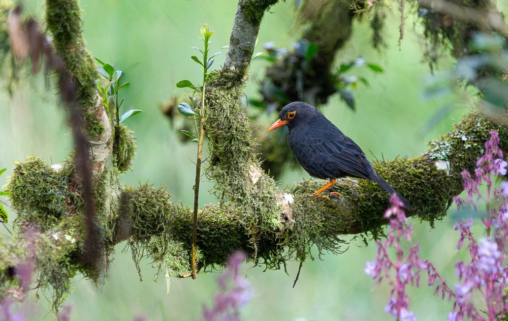 Photograph by Saliya Ambegoda