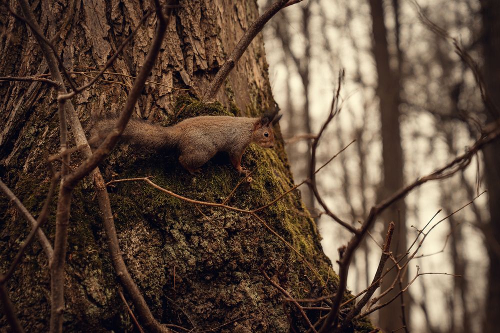 Photograph by Натали Захарова (Тай)