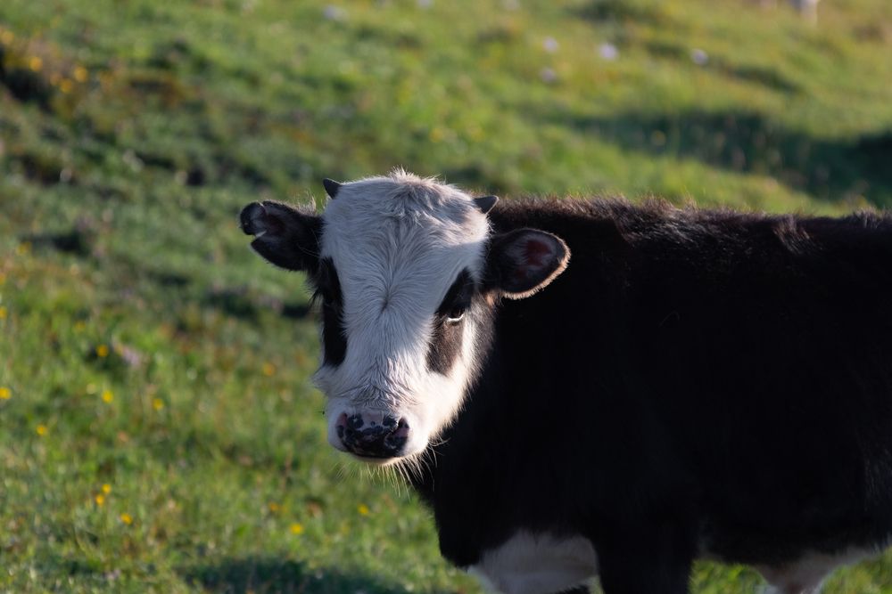 Photograph by Никита Павлов