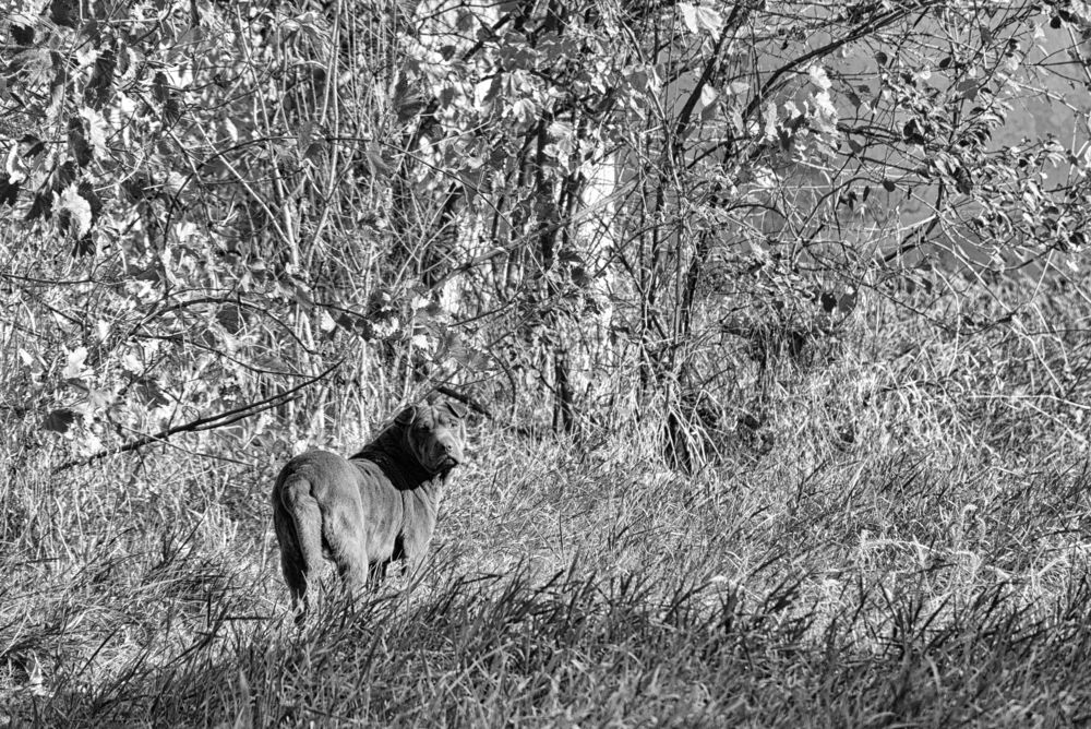 Photograph by Dragan Leles