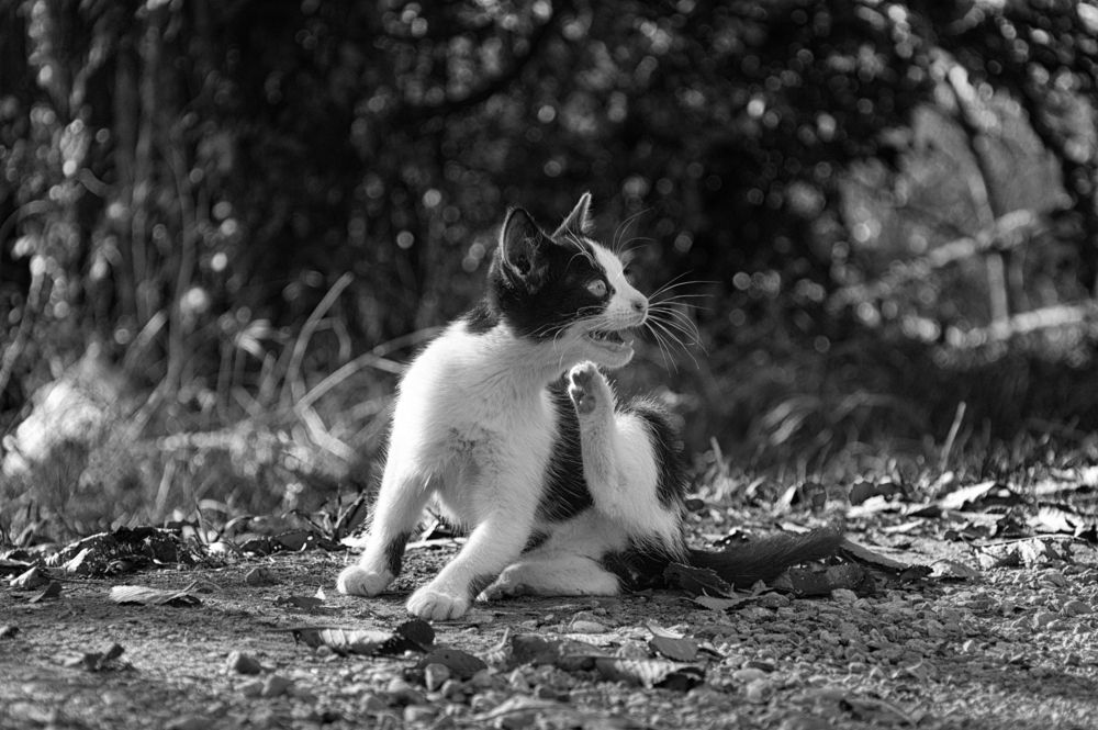 Photograph by Dragan Leles