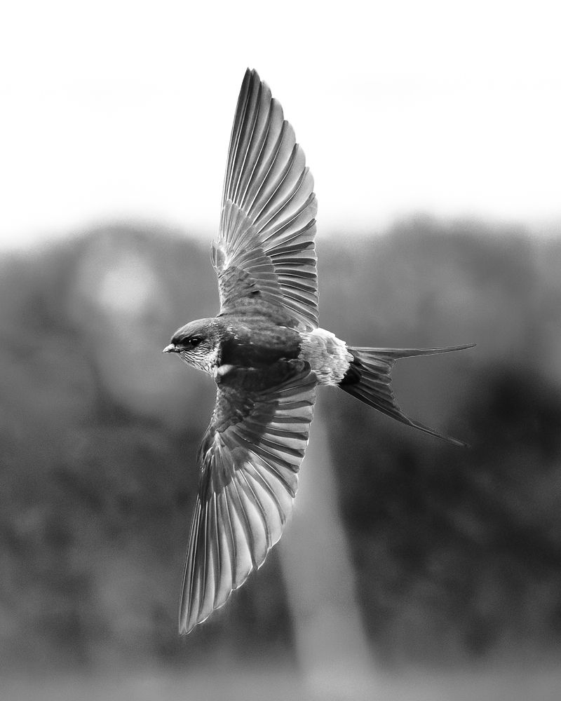 Photograph by KOHAGI