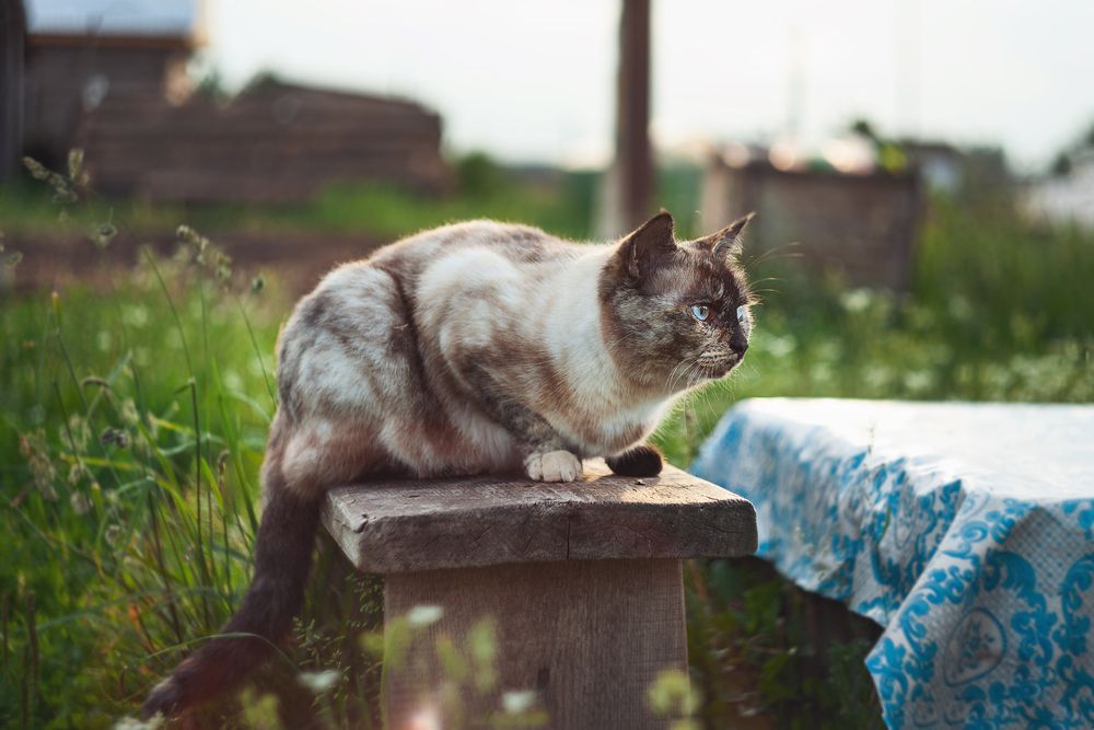 Фотография автора Ману Фалько
