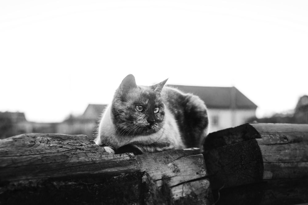 Фотография автора Ману Фалько