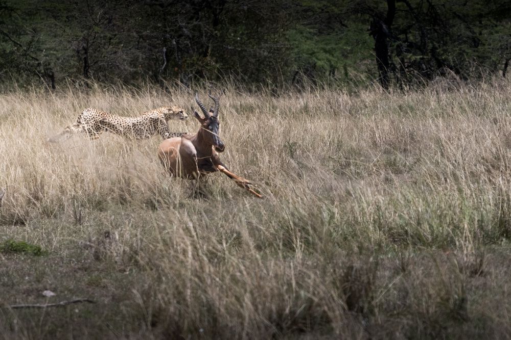 Фотография автора Bhupender Gupta