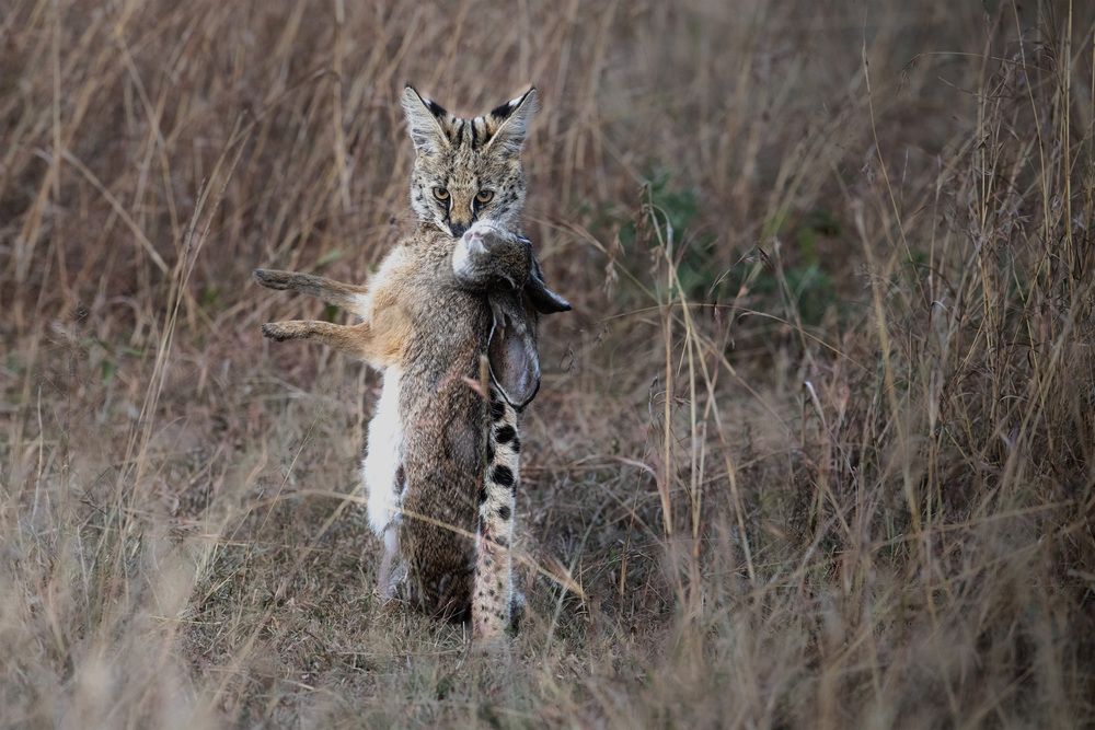 Фотография автора Bhupender Gupta