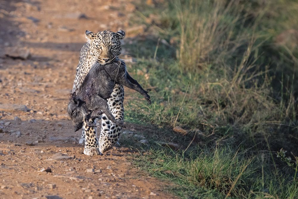 Фотография автора Bhupender Gupta