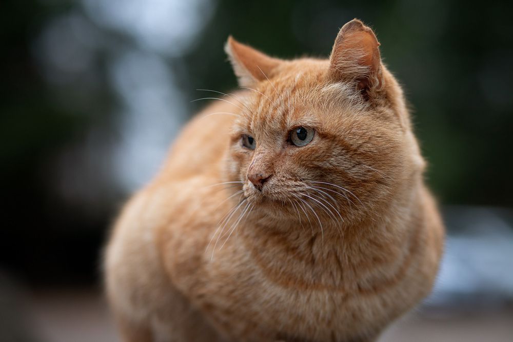 Photograph by Алена Самсонова