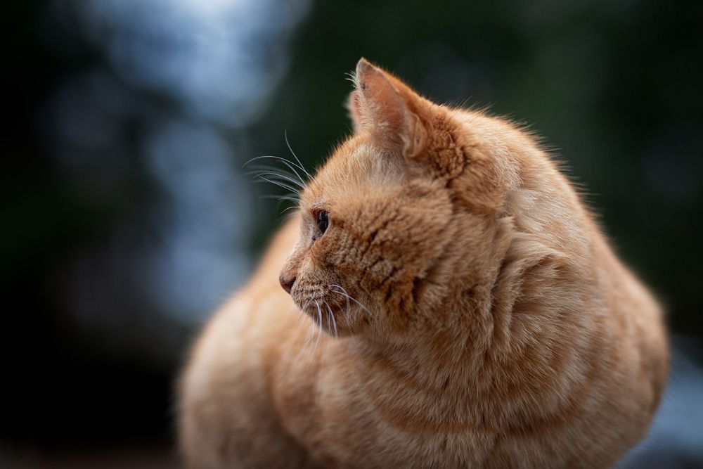 Photograph by Алена Самсонова