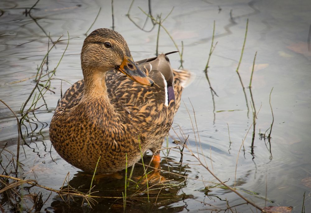 Фотография автора Константин Искучеков