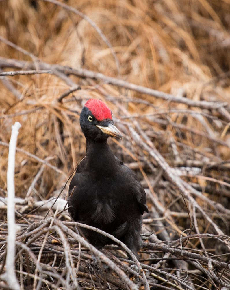 Фотография автора Константин Искучеков
