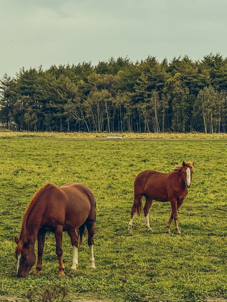 Фотография автора Елена Меньшикова