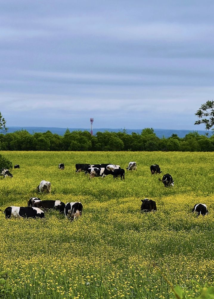 Фотография автора Елена Меньшикова