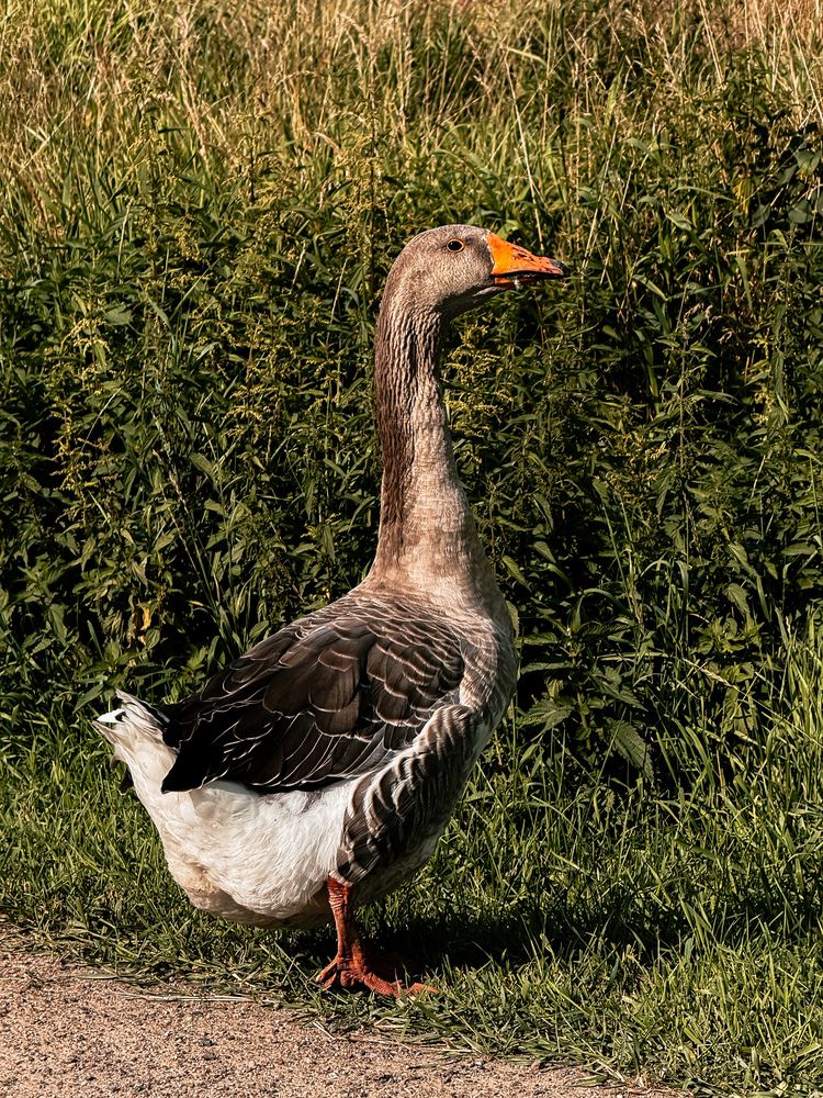Фотография автора Елена Меньшикова