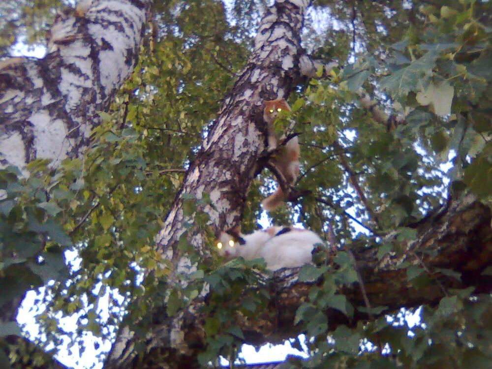 Photograph by Николай Худяков