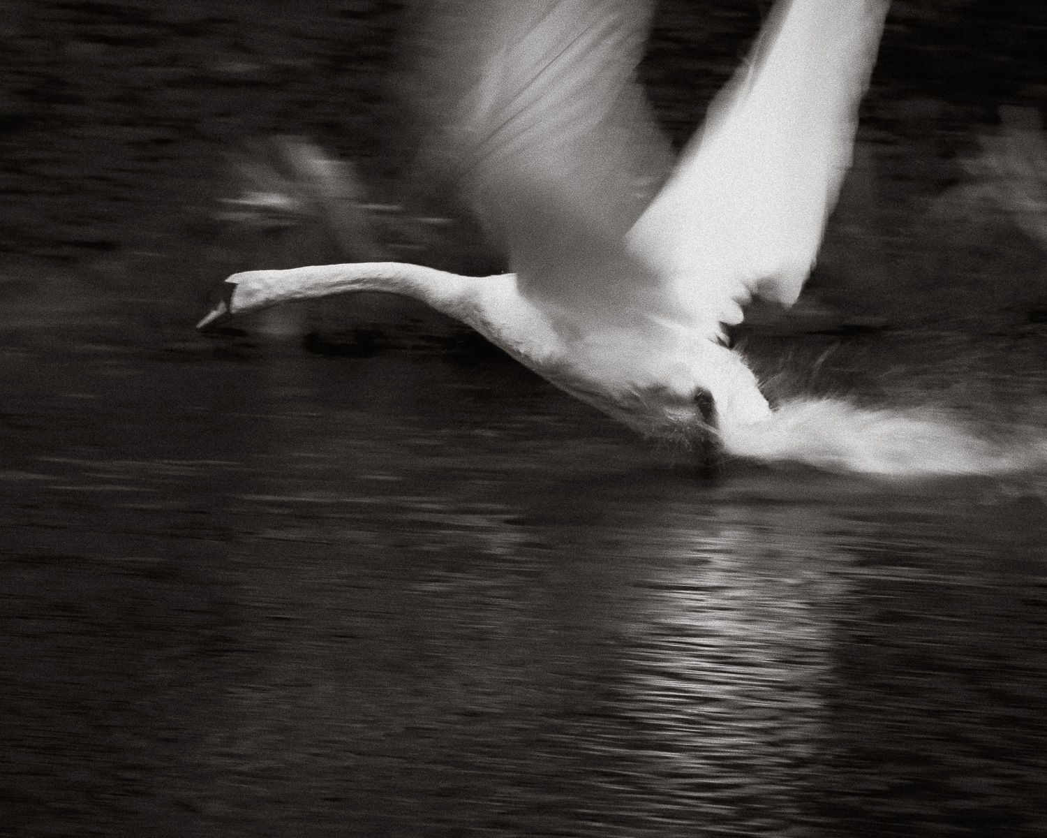 Photograph by Denis Cristian BURMELEAC