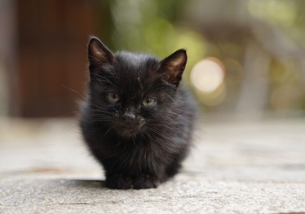 Photograph by Ivanka Iantcheva