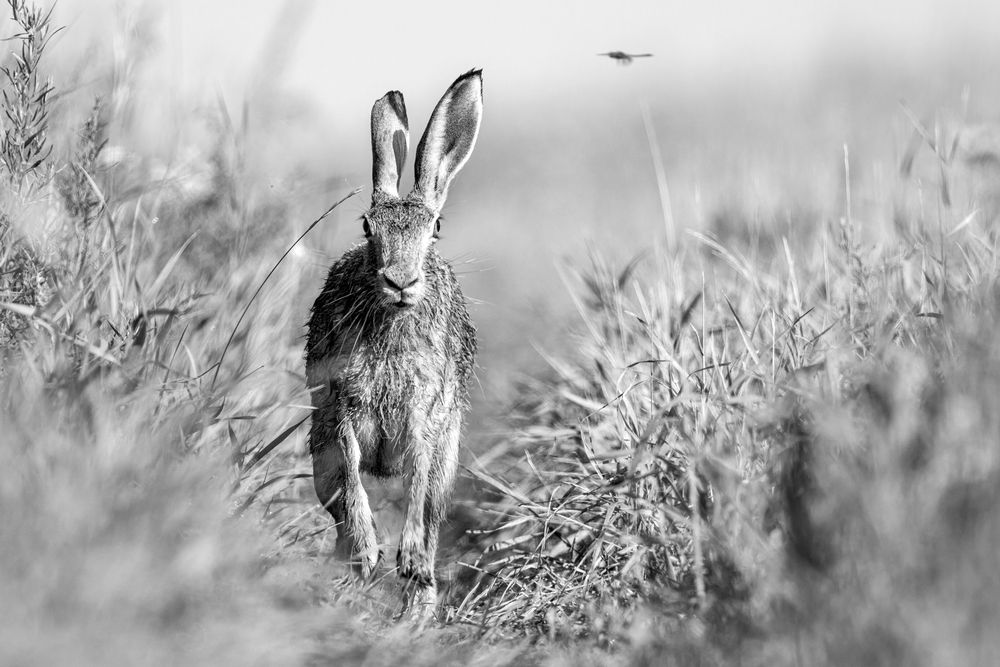 Photograph by Елена Бобаченко