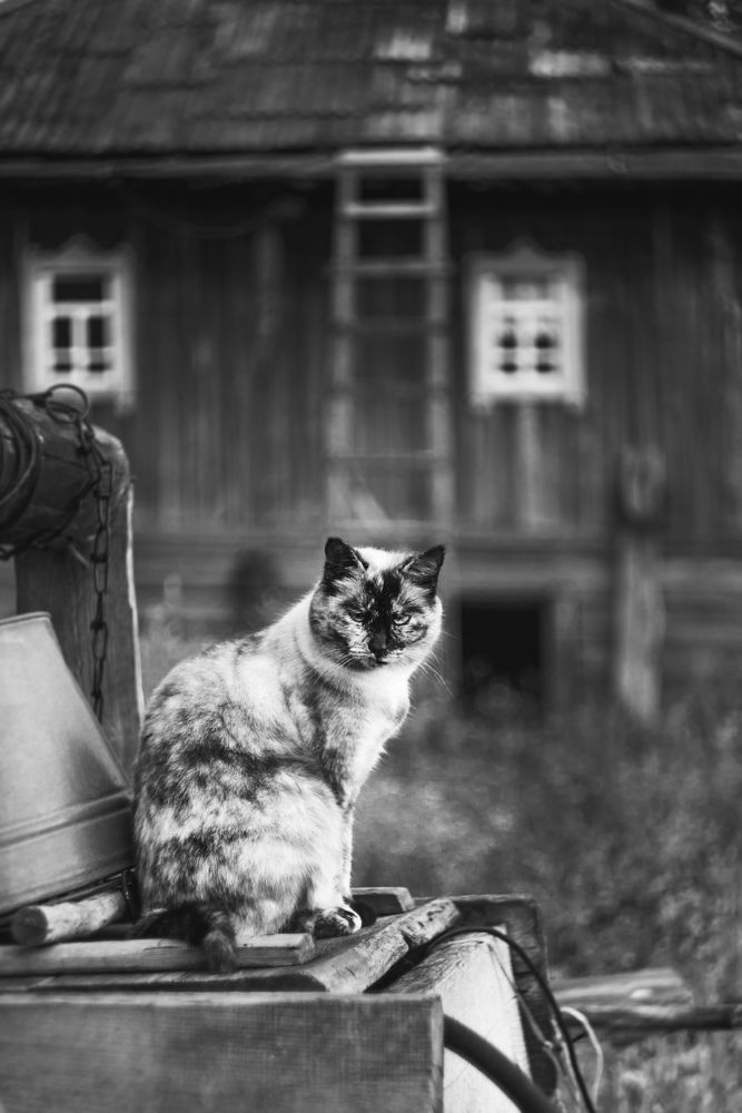 Фотография автора Ману Фалько