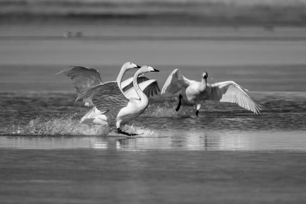 Photograph by Елена Бобаченко