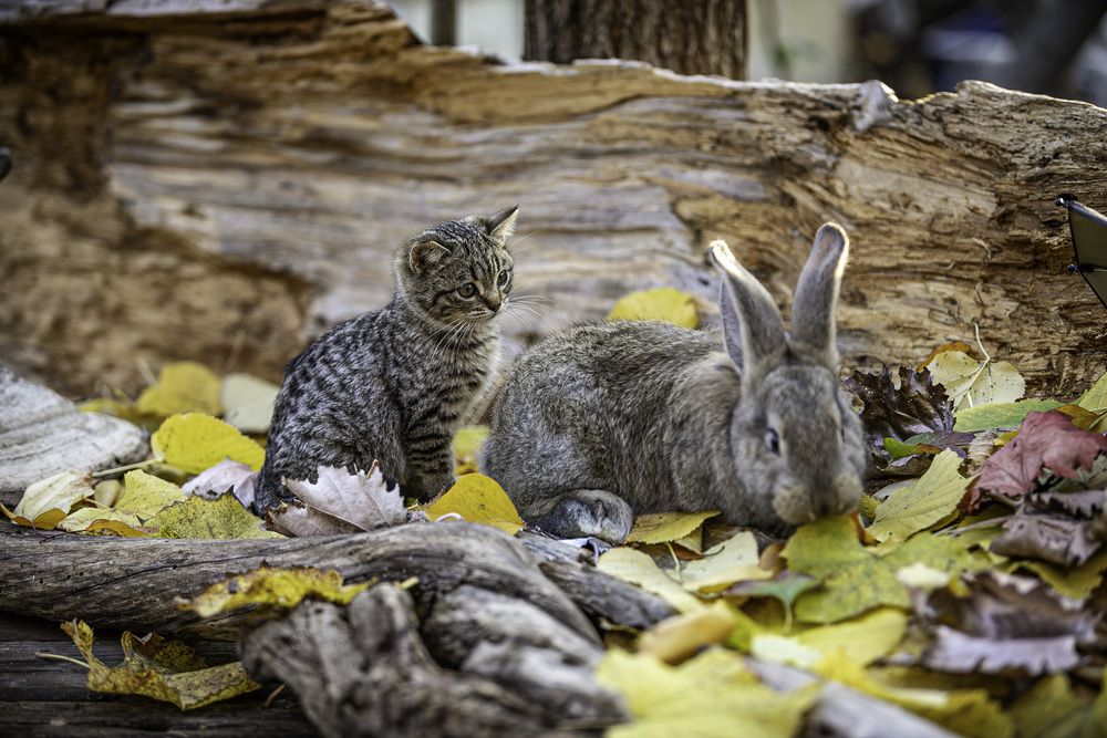 Фотография автора Михаил Лупина