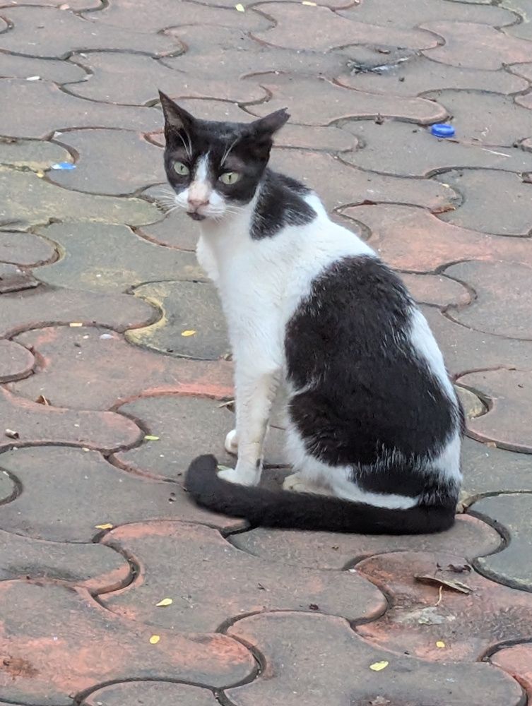 Фотография автора nisha de sousa