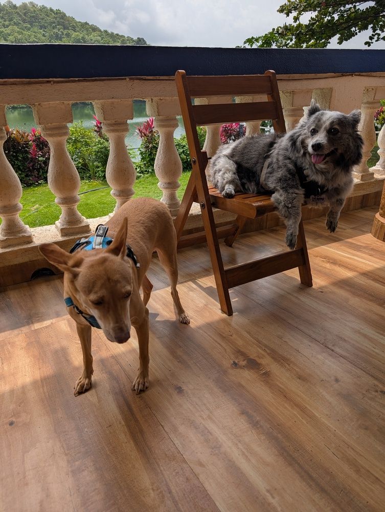 Фотография автора nisha de sousa