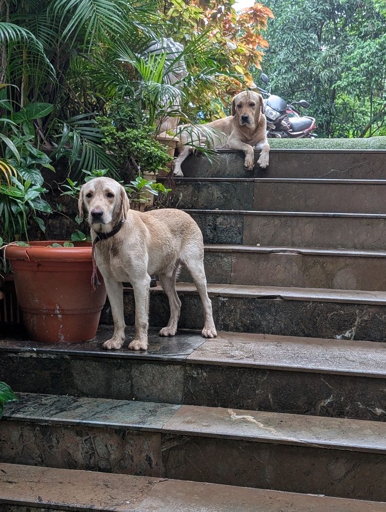 Фотография автора nisha de sousa