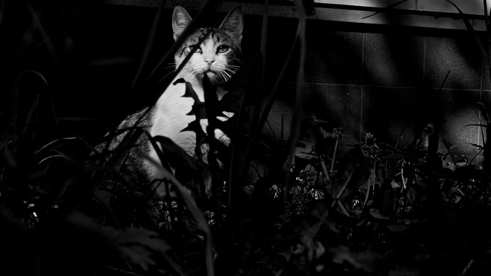 Фотография автора Maria Yakovleva