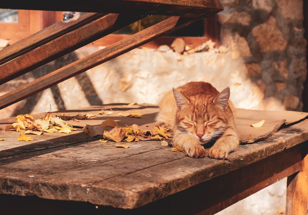 Фотография автора Вадим Кармазин